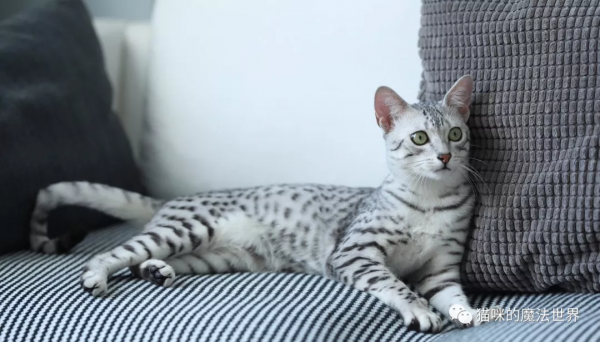 貓咪品種大盤點17：埃及貓