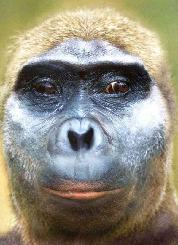 重新整理你對進化論的認知：這些人類家譜成員，都是被進化打敗的