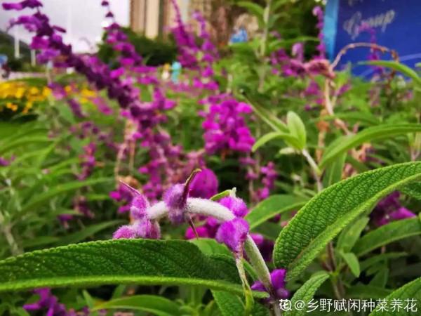 50種花春天播種，長滿小院子，能開一整年