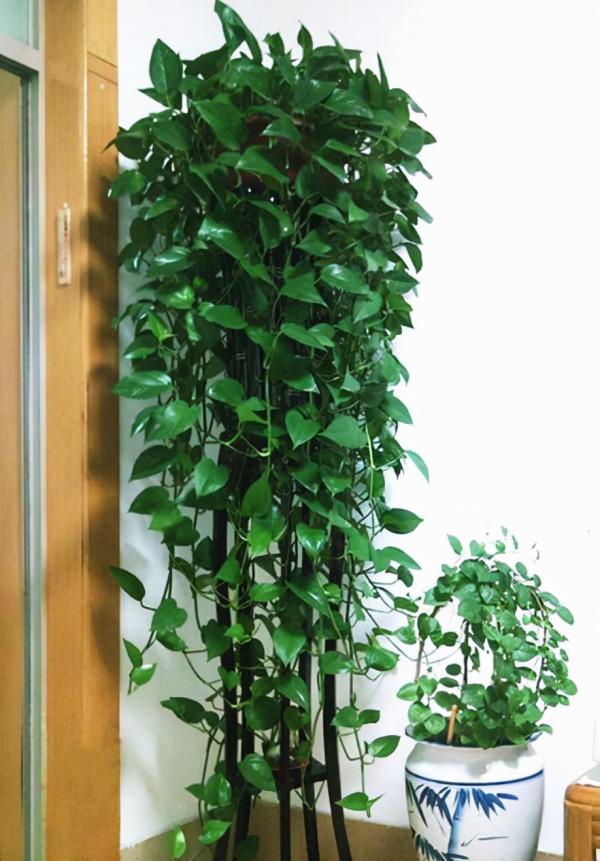 今年最流行的18種花,掛起來養,好看好養還不佔地方 今年最流行的18種花,掛起來養,好看好養還不佔地方