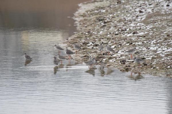湖湘自然歷丨冬季到洞庭來看鳥①一隻姓鶴的鷸
