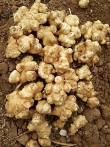 百吃不厭的鬼子姜 百吃不厭的鬼子姜