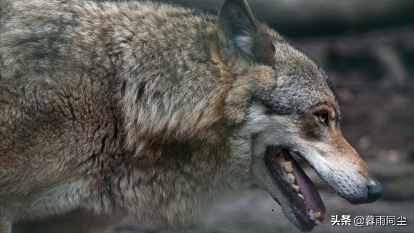 荒野中最常見的9種致死原因，揹包客、登山者必須高度重視