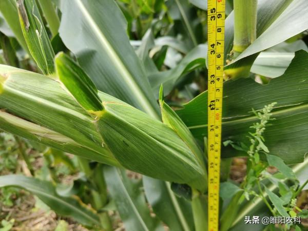 最高畝產3120斤,這個玉米新品種抗病又抗倒,適宜哪裡種植 最高畝產3120斤,這個玉米新品種抗病又抗倒,適宜哪裡種植