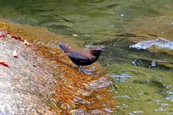 十八月潭“小精靈”——褐河烏