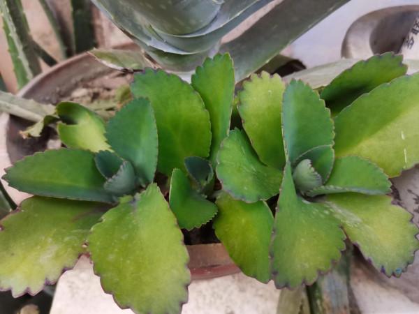 立秋後的多肉淋雨有事嗎?秋天多肉露養連續下雨怎麼辦? 立秋後的多肉淋雨有事嗎?秋天多肉露養連續下雨怎麼辦?