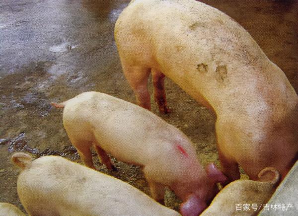 豬食鹽中毒怎麼治