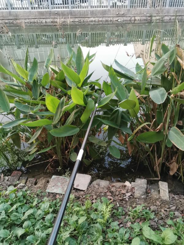 釣大鯉還得傳統釣,十斤大鯉女友“狗子”幫我抄上來 釣大鯉還得傳統釣,十斤大鯉女友“狗子”幫我抄上來