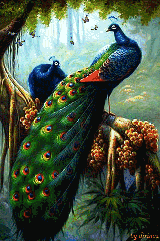 人生最美幾何時 看見孔雀和鳳凰 雙福來襲