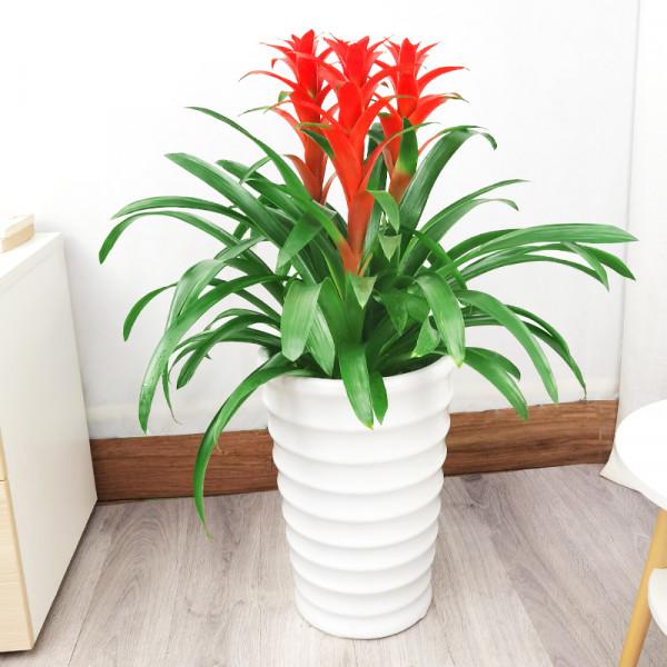 五大“吉祥花”,適合養客廳,喜歡養一盆,越養越“貴氣” 五大“吉祥花”,適合養客廳,喜歡養一盆,越養越“貴氣”