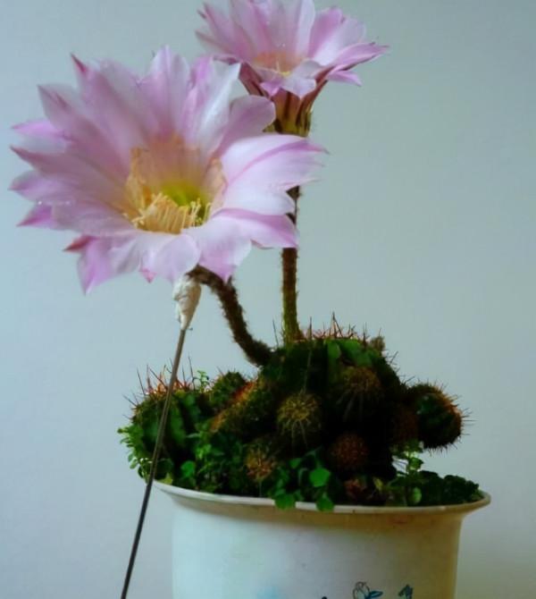 這3種花，越&OpenCurlyDoubleQuote;勤快&rdquo;越養不好，2個月不澆水，反而長&OpenCurlyDoubleQuote;瘋&rdquo;了