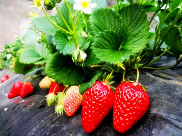 維C水果,前十名,看完記得收藏 維C水果,前十名,看完記得收藏