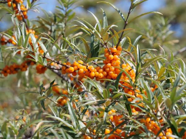 山丹:“沙棘果果”醉深秋 山丹:“沙棘果果”醉深秋