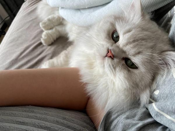 貓願意讓你擼的幾種情況你知道嗎？小貓還是很願意讓你擼的