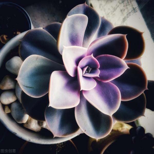 上色特快的6種多肉，秋天適當曬曬，就能“鶴立雞群”