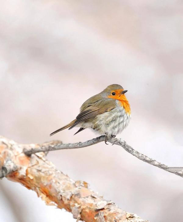 烏魯木齊植物園拍歐亞鴝