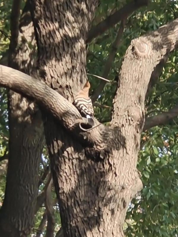 《路邊的豹紋鳥》