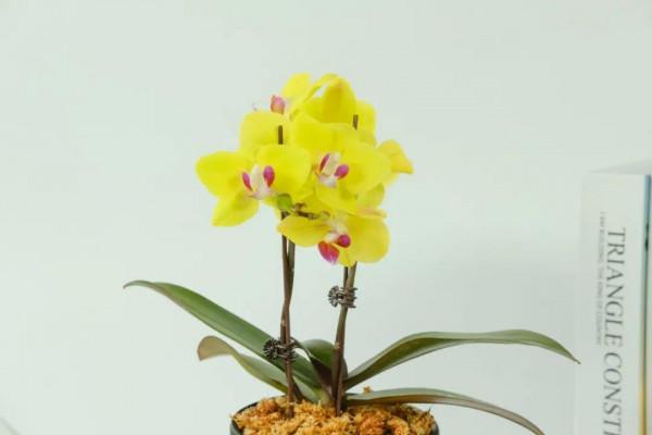 養花大棚倒閉,“貴貨花”路邊扔了一地,後悔沒帶個大麻袋 養花大棚倒閉,“貴貨花”路邊扔了一地,後悔沒帶個大麻袋