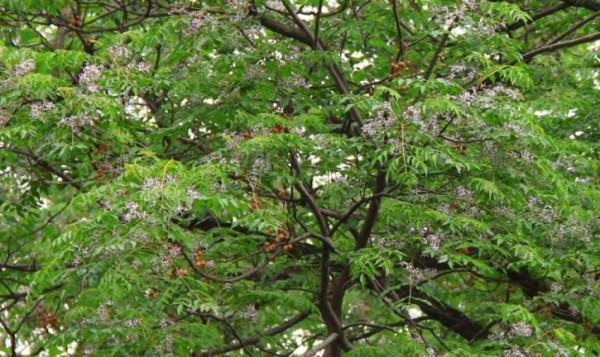 植物非試管高效快繁技術繁殖苦楝