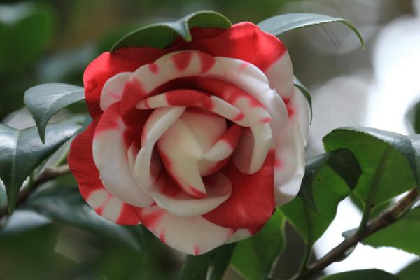 山茶花好養嗎？山茶花該怎麼養呢？