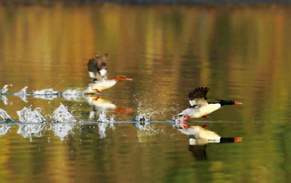 讀圖 |“鳥中大熊貓”中華秋沙鴨美姿