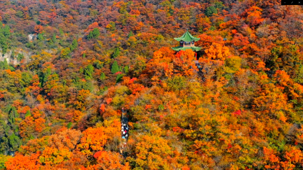 紅遍全國！央視正直播！雲臺山萬畝紅葉迎最佳觀賞期