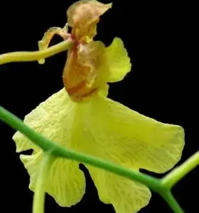 它們活成了我們想要的樣子