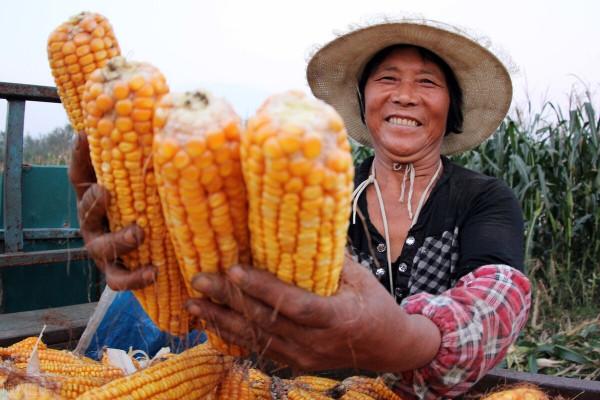 玉米轉折點快要出現，跌無可跌，挺價穩步到來，9月19日玉米價格