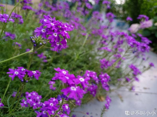 懷孕辣媽超愛養花,親力親為建花園,現在人人都羨慕 懷孕辣媽超愛養花,親力親為建花園,現在人人都羨慕