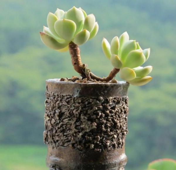 容易被水澆死的“10種花”，養不活都是由於手太勤