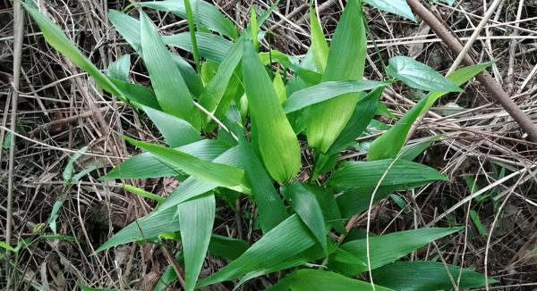 有這樣一味可以瀉火利尿除心煩，可以做代茶飲的中藥，你知道嗎？