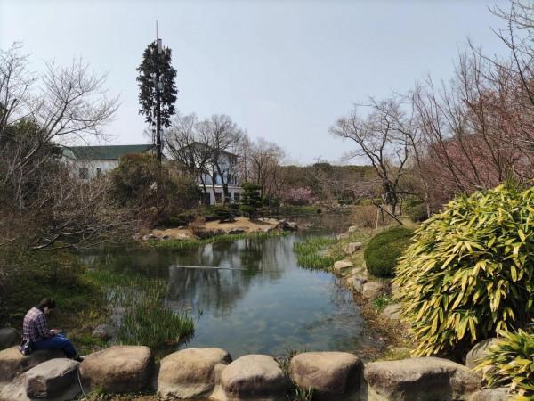 黿頭渚櫻花先睹為快