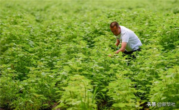小康不是夢——鄂倫春人的千年跨越