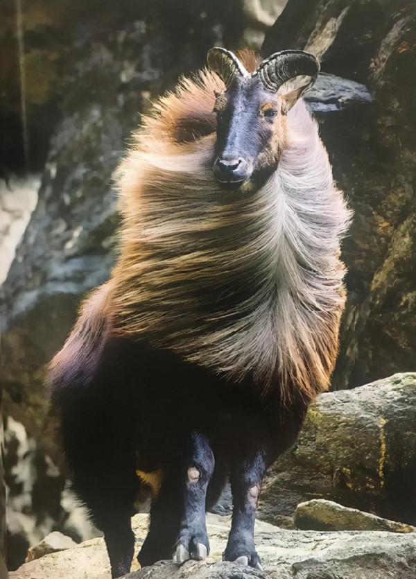 難得一見的哺乳動物 難得一見的哺乳動物