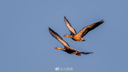 福建首次記錄到新鳥種斑頭雁 福建首次記錄到新鳥種斑頭雁