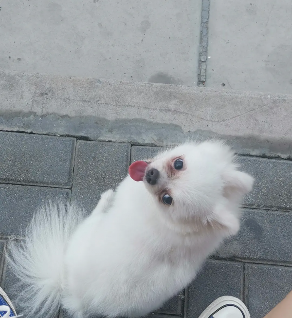 組圖：路邊的小動物（1）