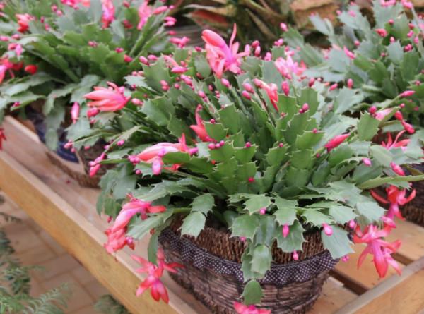 養蟹爪蘭，土裡加點“料”，葉片厚實硬邦邦，奮力開花一百朵