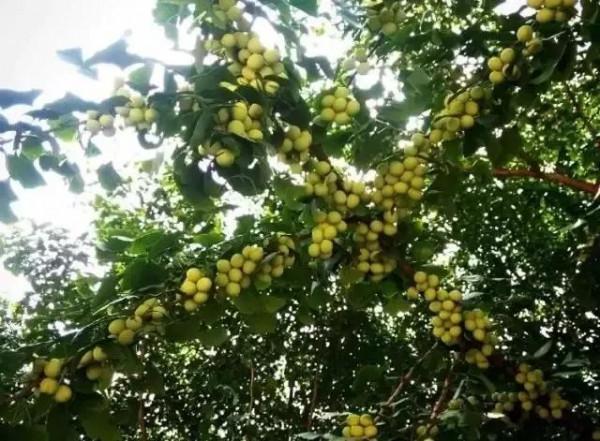 七律•銀杏樹題詠(平水韻,押七陽韻) 七律•銀杏樹題詠(平水韻,押七陽韻)