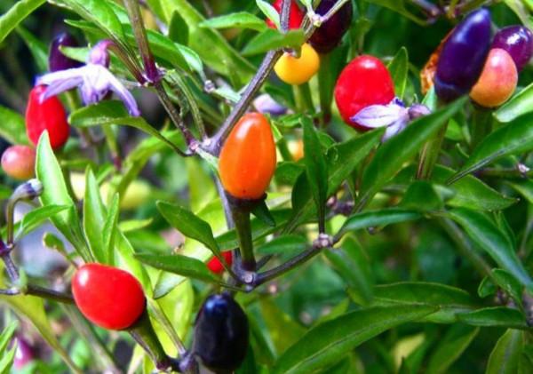 100種常見花卉的播種栽培大全,送給愛養花的你 100種常見花卉的播種栽培大全,送給愛養花的你