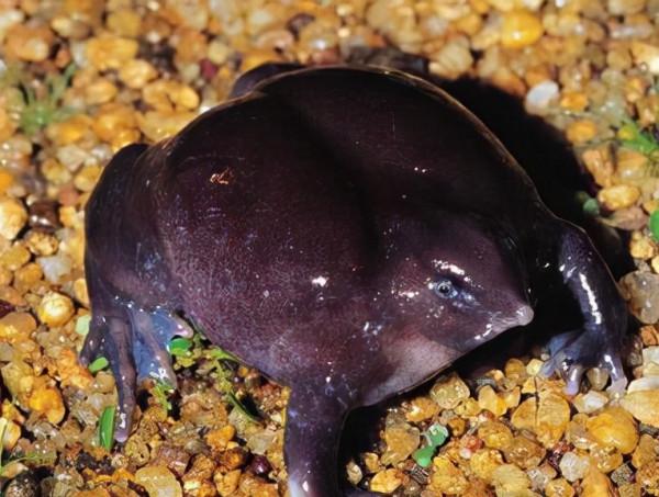 20個關於動物的圖片，居然有長得像綿羊的豬，長見識了