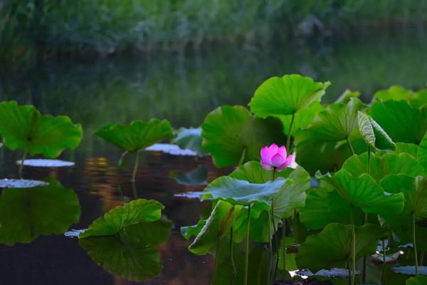 邀您共賞!那些藏在荷花裡的詩 邀您共賞!那些藏在荷花裡的詩