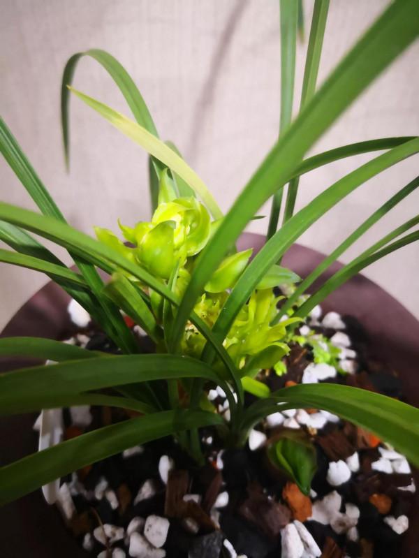 春蘭餘蝴蝶