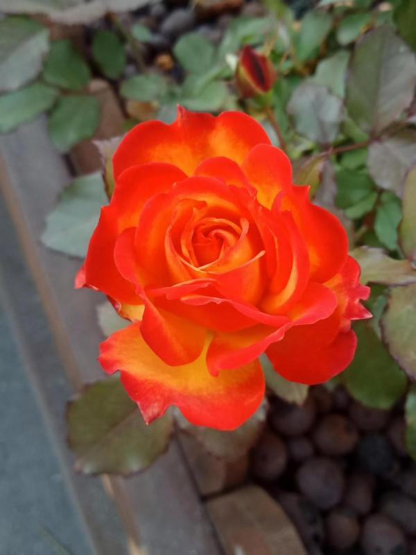 這可以說是真正的輕而易舉了 這可以說是真正的輕而易舉了