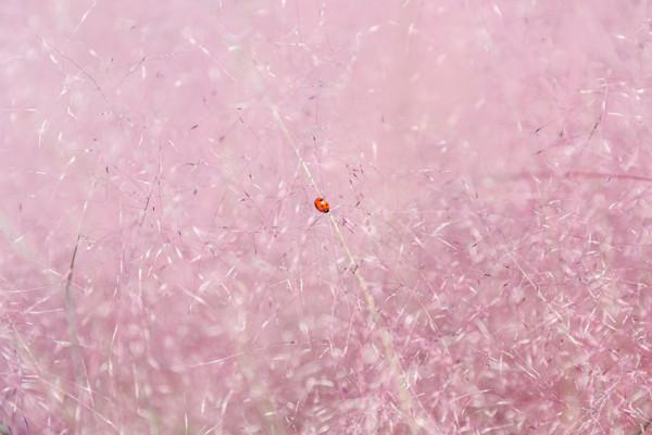 粉黛入秋色 北京豐臺又添旅遊新地標