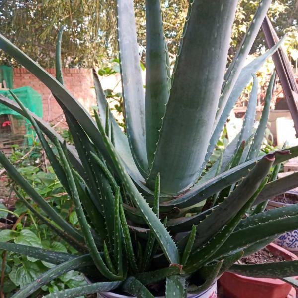 秋季養蘆薈，三件事抓緊做，根粗壯葉飽滿，側芽瘋冒