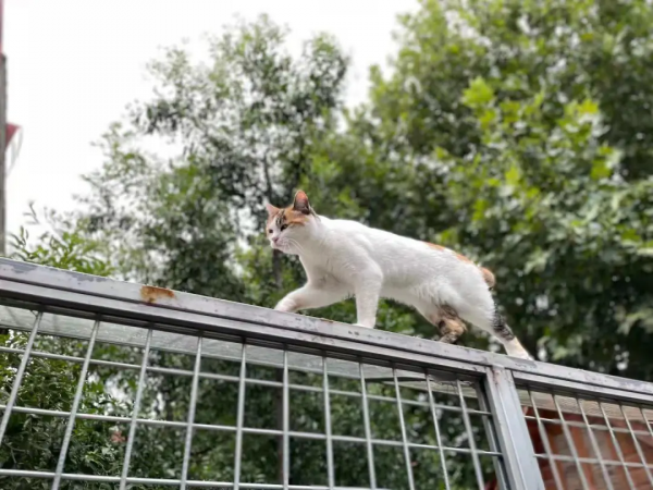 米麒麟:我掉缸怎麼了? 米麒麟:我掉缸怎麼了?