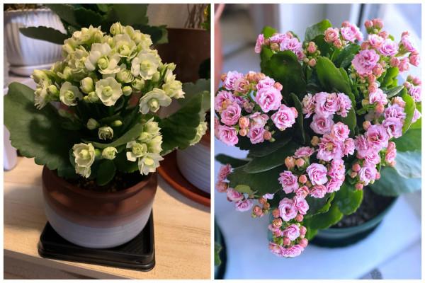 五大“吉祥花”,適合養客廳,喜歡養一盆,越養越“貴氣” 五大“吉祥花”,適合養客廳,喜歡養一盆,越養越“貴氣”