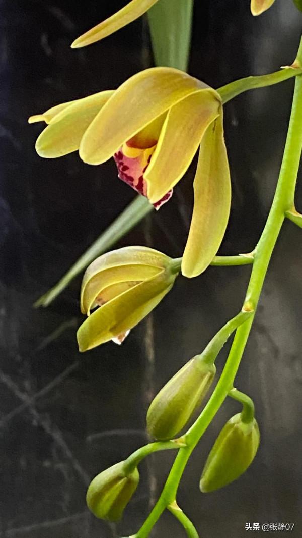 正月裡賞花過大年 正月裡賞花過大年