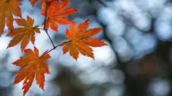 古代僅有一位詩人不悲秋，當代還有一位，他們二位究竟是誰呢？