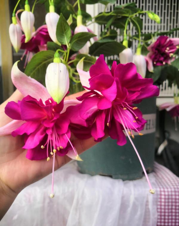 9種&OpenCurlyDoubleQuote;貴氣花&rdquo;，立春後&OpenCurlyDoubleQuote;快扦插&rdquo;，生根快，比夏天還&OpenCurlyDoubleQuote;好活&rdquo;